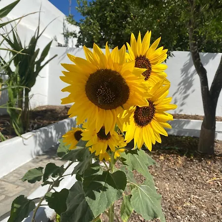 A Casa Da Velha アパート